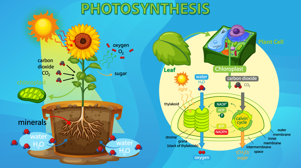 Photosynthesis BTPEPS-V1